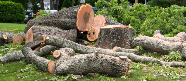 Best Lawn Disease Treatment  in Sneads Ferry, NC